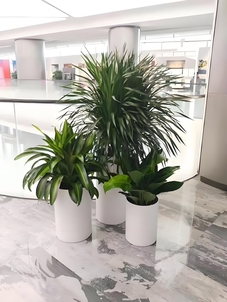 宁波北仑绿化修剪价格实惠 宁波北仑绿化修剪价格实惠